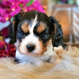 Onyx - Tri-color female Cavalier King Charles Spaniel puppy in Marshfield, Missouri from Puppyloversplace