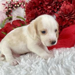 Ash - Lemon and white male Beagle puppy in Katy, Texas from Houston’s Howlin’ Hounds