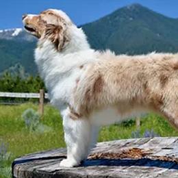 Tink - Miniature American Shepherd