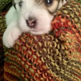 Coton de Tulear Puppies from Catawba Cotons