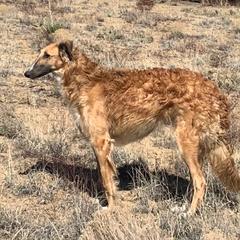 Rikki - Borzoi