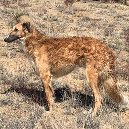 Rikki - Borzoi