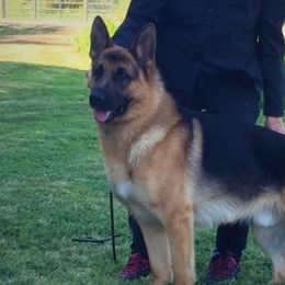 Logan - German Shepherd