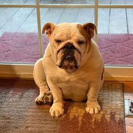 Bulldog puppies from Dejah Bleu Bulldogs