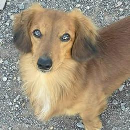 Dachshunds from Greatest Journey Ranchette
