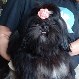 JOLIE - Shih Tzu
