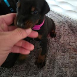 Girl 3 - Black and rust female Doberman Pinscher puppy in Anderson, Indiana from Legendary Kennels