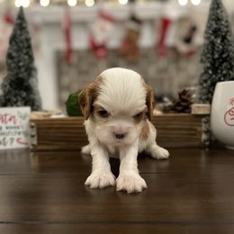 Cavalier King Charles Spaniel Puppies from Ridgefield Cavaliers