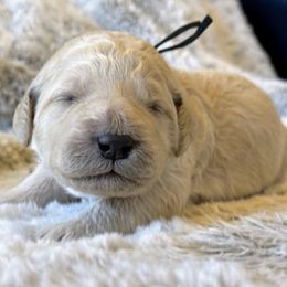 Goldendoodles from Haynes F1b Golden Puppies