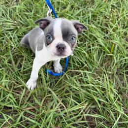 Georgie - Blue male Boston Terrier puppy in Lake City, Florida from RuckerRun Boston Terriers