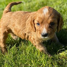 Cavapoo, Goldendoodle, and Poodle Puppies from Desert Valley Doodles