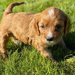 Cavapoo, Goldendoodle, and Poodle Puppies from Desert Valley Doodles