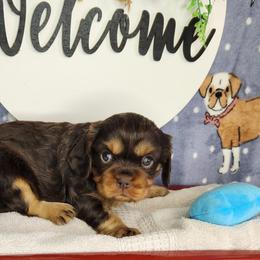 Lucy - Chocolate female Cavalier King Charles Spaniel puppy in Marshfield, Missouri from Clearview Kennels