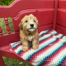 Donatello - Merle male Whoodle puppy in Gladewater, Texas from Kalin’s K9s