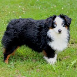 Finn - Toy Australian Shepherd