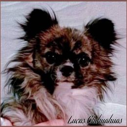 Chihuahua All Grown Up from Lucas Chihuahuas
