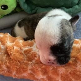 Boy 3 - Red brindle and white male Bulldog puppy in Tierra Verde, Florida from Destiny Kennel