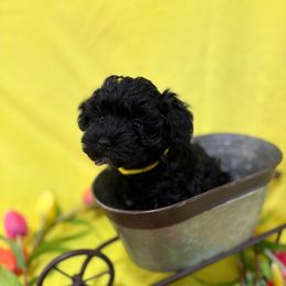 JP yellow - Black male Schnoodle puppy in Benson, North Carolina from A Bundle of Love