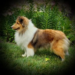 Jazzie - Shetland Sheepdog