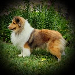 Jazzie - Shetland Sheepdog
