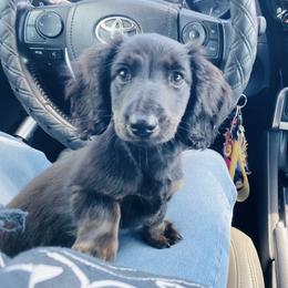 Dachshund Puppies from Davidson's Dachshunds