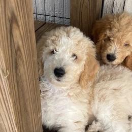 Goldendoodles and Poodles from Nini's Poodles and Doodles of St. Johns Co.