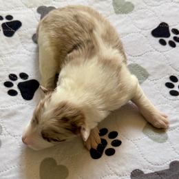 Lucy - Red merle female Border Collie puppy in Rickman, Tennessee from Roaring River Border Collies