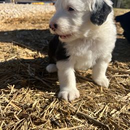 Old English Sheepdog Puppies from Walnut Ridge Farms OES