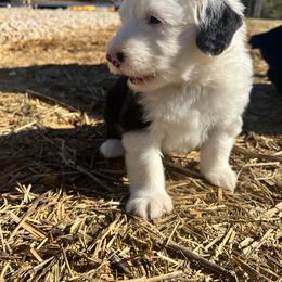 Old English Sheepdog Puppies from Walnut Ridge Farms OES