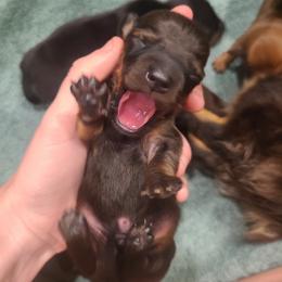 Razzle - Red male Dachshund puppy in Okeechobee, Florida from Far Far Away Dachshunds