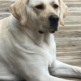 Daisy - Labrador Retriever