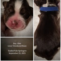 Boy 1 - male English Springer Spaniel puppy in Silverdale, Washington from TimberVale Springers