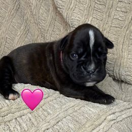 Pink female - Brindle female Boxer puppy in Mooresboro, North Carolina from Echo Hollow Boxers