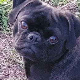 Puk - Pug