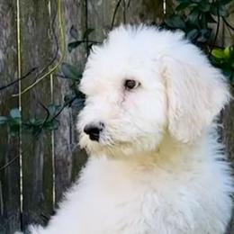 Boy 2, Polar Bear - Schnoodle puppy from Giselle’s Pups: Giant Schnauzer/Standard Poodles