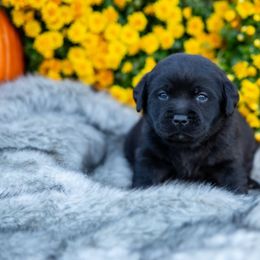 Boy 3 - Labrador Retriever puppy from Raley Retrievers