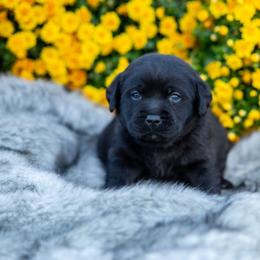 Boy 3 - Labrador Retriever puppy from Raley Retrievers