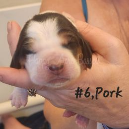 PORK - Black brown and white Basset Hound puppy in Greenleaf, Idaho from Happy Acre Bassets