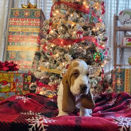 Penn - Red and white male Basset Hound puppy in Denison, Texas from Emma Lou's Baby Bassets