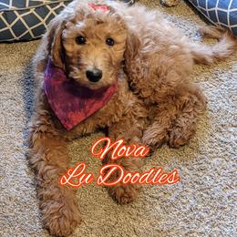 Goldendoodle Puppies from Lu Doodles
