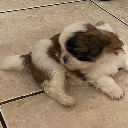 Shih Tzu Puppies from LiL ShihtZ