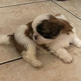Shih Tzu Puppies from LiL ShihtZ
