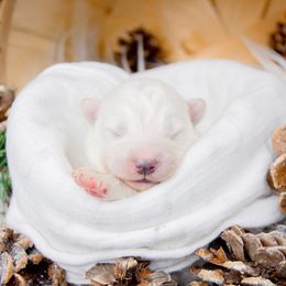 Scout - White and biscuit male Samoyed puppy in West Jordan, Utah from Rocky Mountain Samoyeds