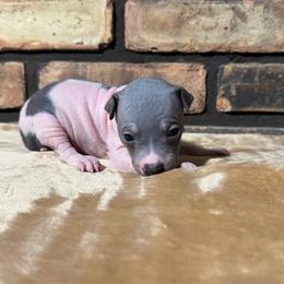 Loki - White and blue male American Hairless Terrier puppy in Buckingham, Illinois from Gaus Hof