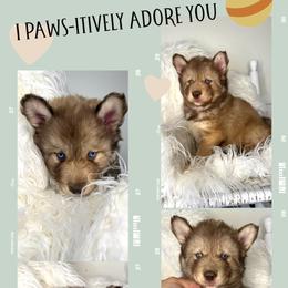 Cedar - Red and white male Siberian Husky puppy in Florence, Kentucky from Moonlight Howl Huskies