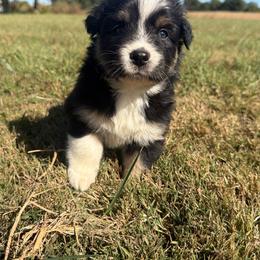 Sweet Girl 4-Black Tri - Black tri-color female Australian Shepherd puppy in Mayfield, Kentucky from Hamilton Farms
