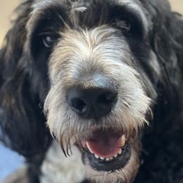 Willow - Bernedoodle