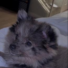 Choco - Brindle female Pomeranian puppy in Santa Ana, California from Legacy Pomeranian of Orange County