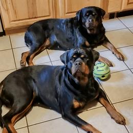 Rottweilers from Patty Cunningham