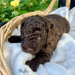 Muffin - Chocolate female Goldendoodle puppy in Taylorsville, Georgia from Sweet Southern Doodles
